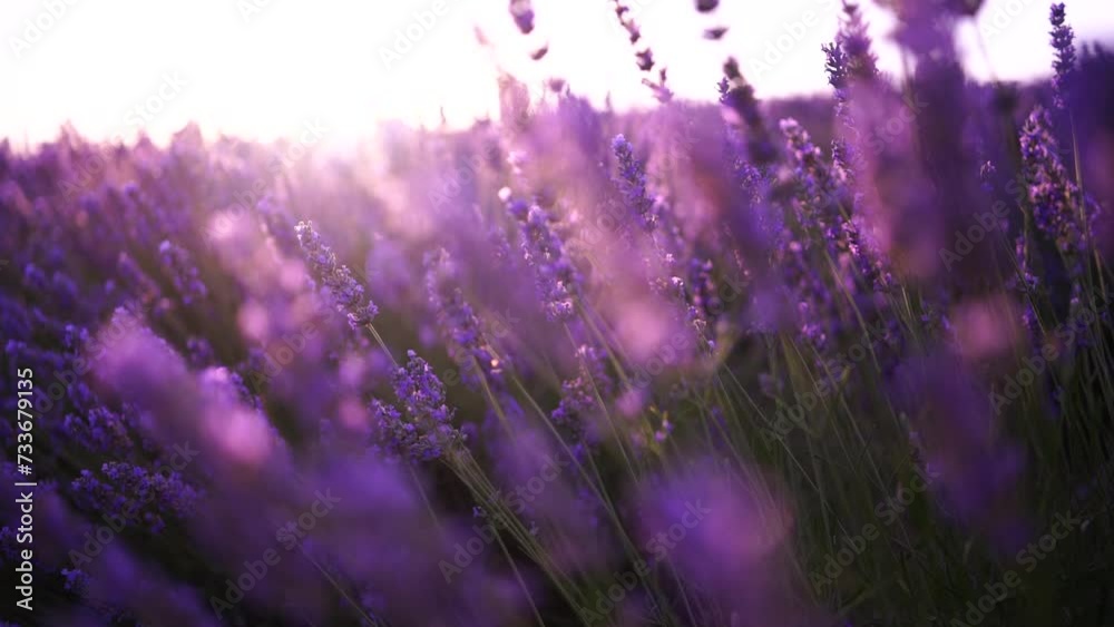 Lavandin field sunrise. Sunset illuminates the blooming fields of lavender. Slow motion, dof, close up. Picturesque view of the endless aromatic fields of lavender.