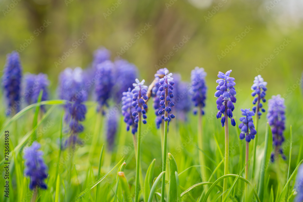 Armenian grape hyacinth or garden grape-hyacinth (Muscari armeniacum) blue flowers in early Spring. Early spring blooms grape hyacinth. Selective focus. Armenian grape hyacinth or garden grape-hyacinth (Muscari armeniacum) blue flowers in early Spring. Early spring blooms grape hyacinth. Selective focus.