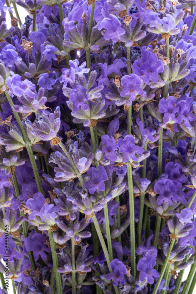 lavender bouquet isolated