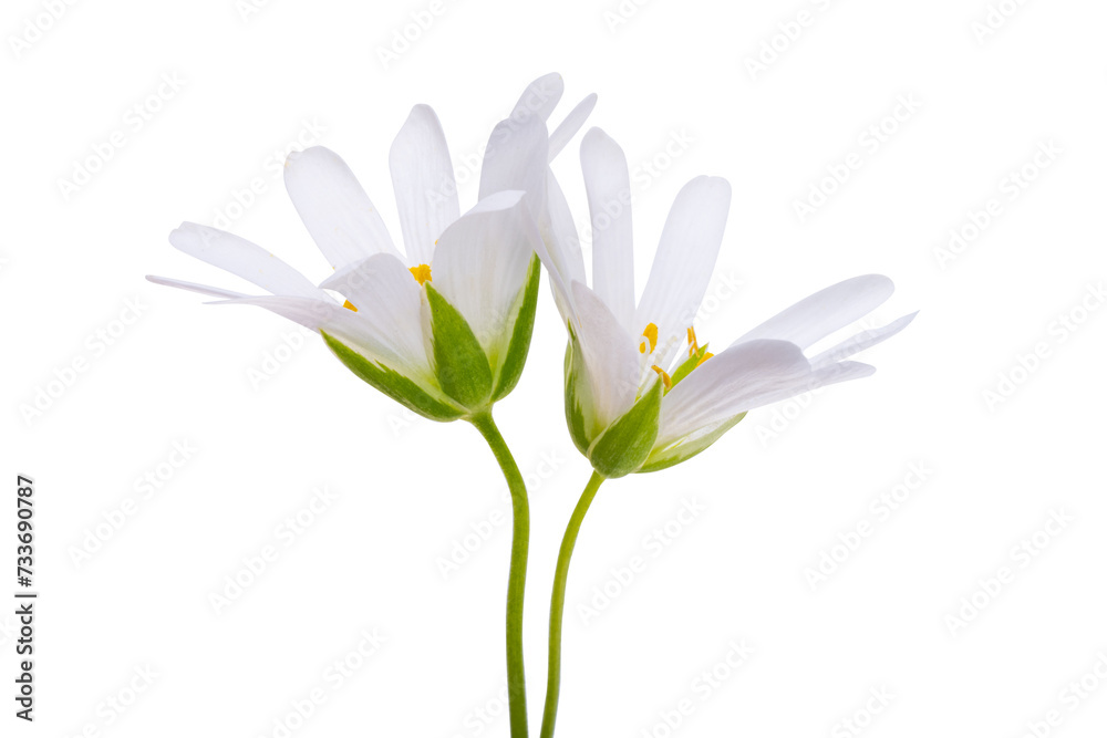Chickweed Flower Isolated Chickweed Flower Isolated