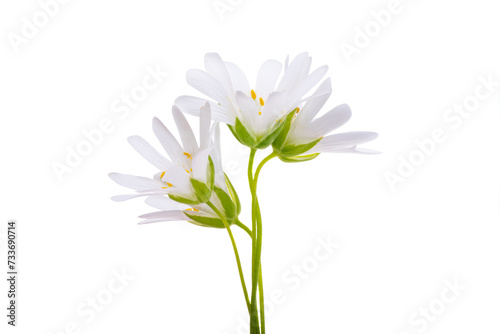 Chickweed Flower Isolated