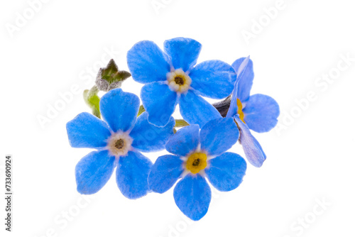forget-me-not flowers isolated © ksena32
