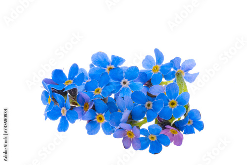 forget-me-not flowers isolated