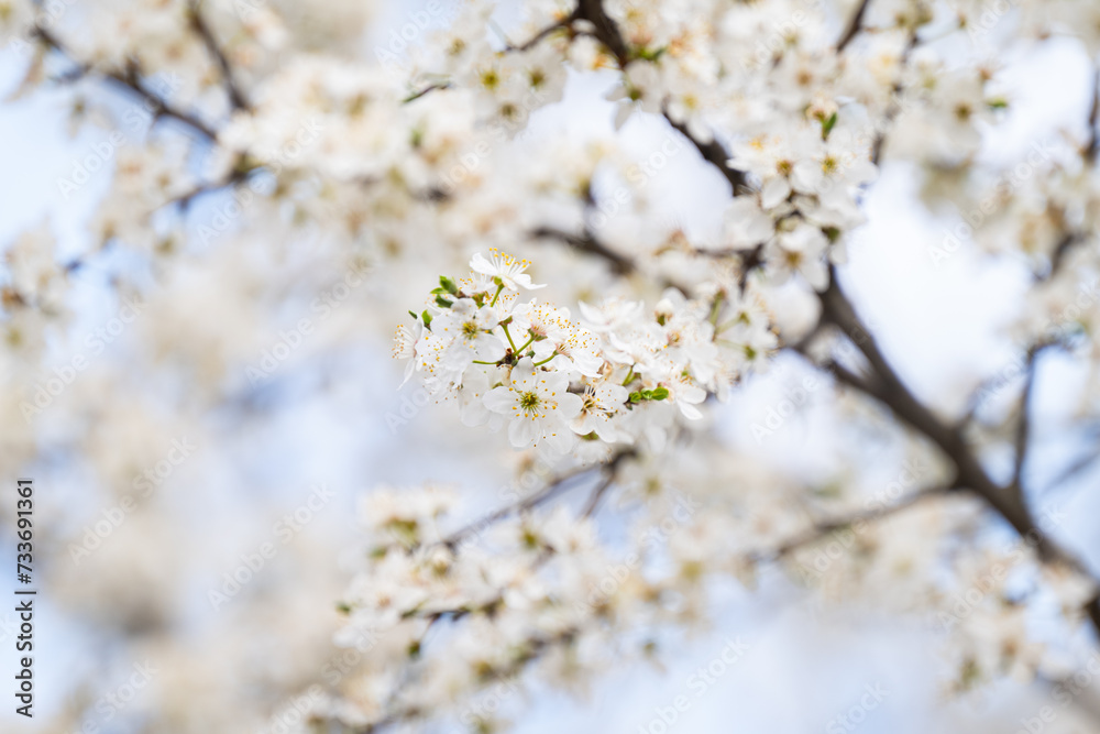 Obraz premium cherry blossom branches