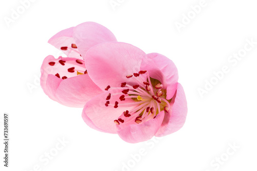 pink sakura flowers isolated