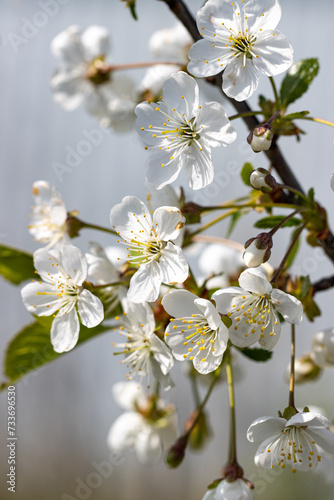 white cherry flowers on a branch.