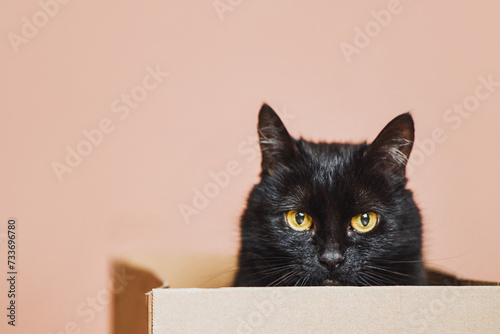 Playful Cat Finds Joy in Simple Box Hideaway