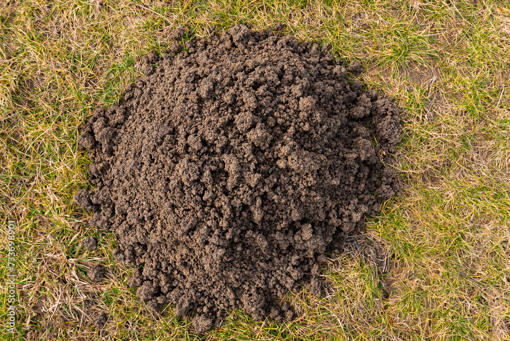 A molehill in green grass, from Talpa europaea, from above A molehill in green grass, from Talpa europaea, from above