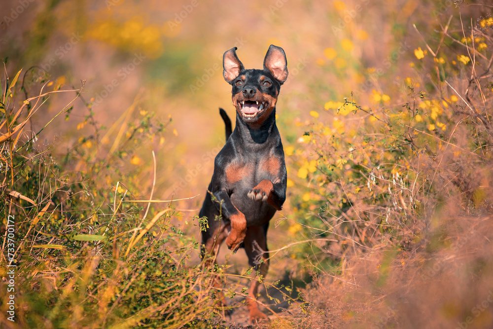 happy Zwergpinscher dog stands on its hind legs on a path in the forest happy Zwergpinscher dog stands on its hind legs on a path in the forest