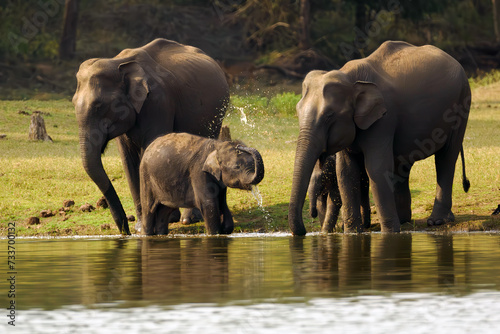 Asian elephant (Elephas maximus), also known as the Asiatic elephant, two mothers with two calves by the water. An elephant plays with water and splashes water with its trunk.
