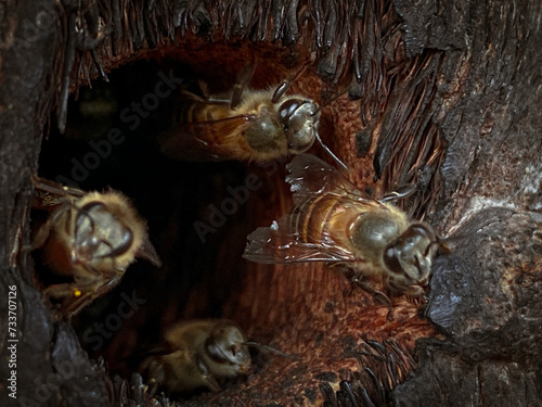 close up of bees at a beehive