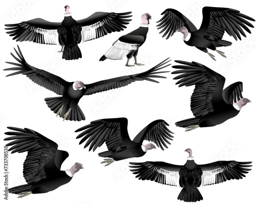 Collection of andean condor vulture bird in colour image