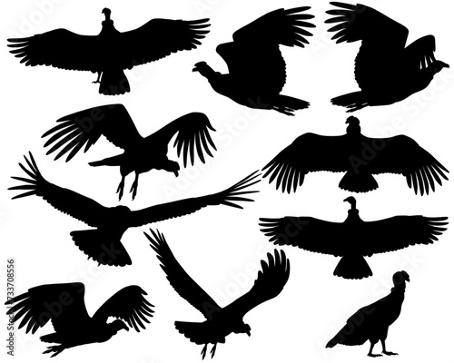 Collection of silhouettes of andean condor vulture birds