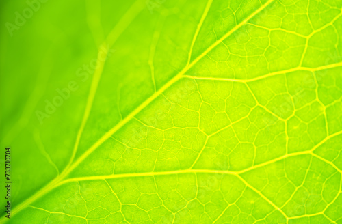 Close-up of a leaf. Close-up of green plant leaf and stem. Macro photography of a plant leaf. Abstract background