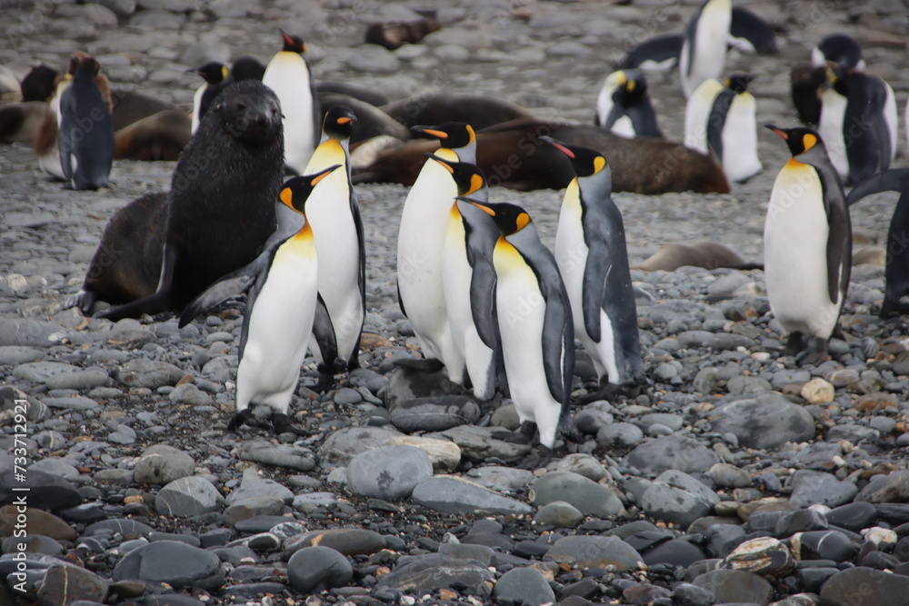Fototapeta premium King Penguins (Aptenodytes patagonicus) on the beach at Salisbury Plain, South Georgia.