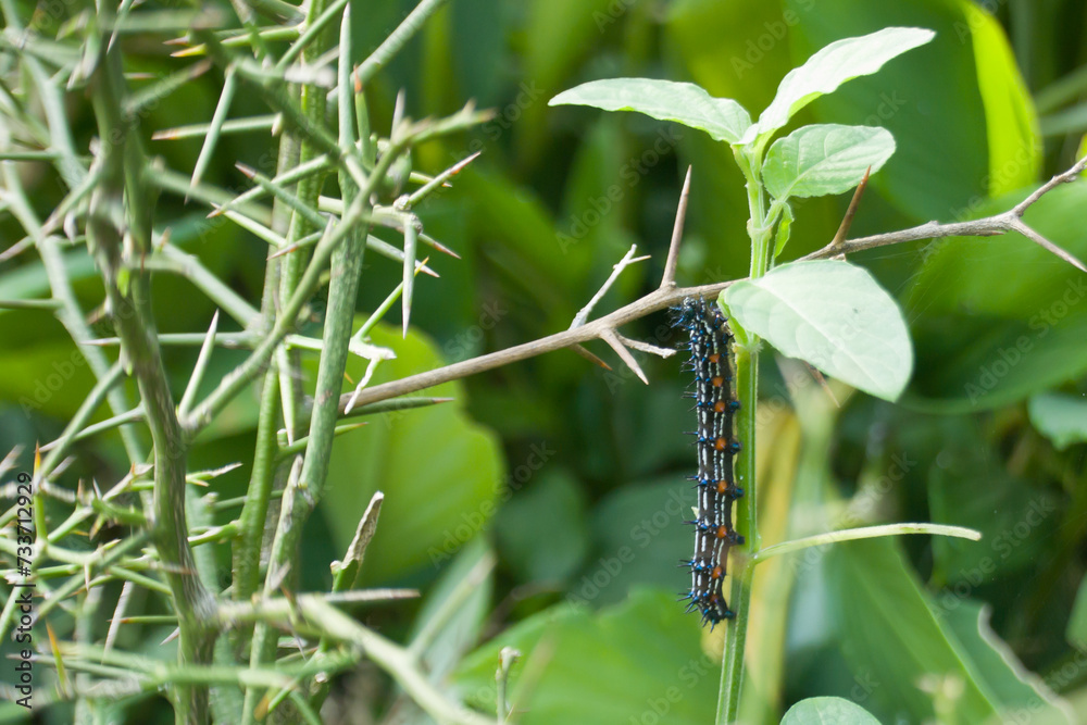 Colorful caterpillars with sharp spines on plant