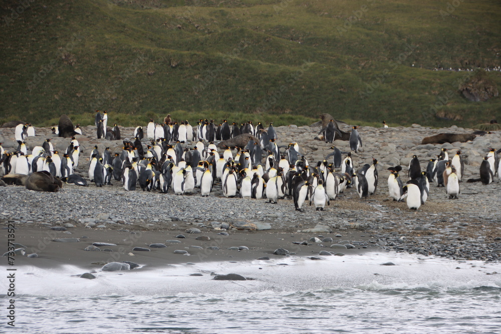 Fototapeta premium King Penguins (Aptenodytes patagonicus), Salisbury Plain, South Georgia.