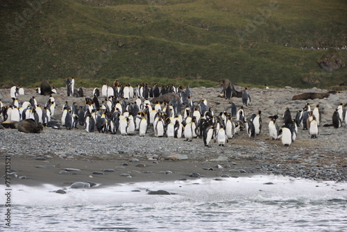 King Penguins  Aptenodytes patagonicus   Salisbury Plain  South Georgia.