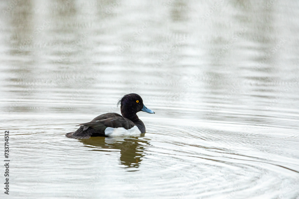 Fototapeta premium A tufted duck on the water