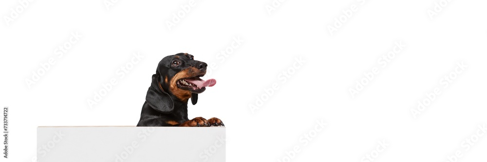 Playful, cute purebred dog, black Dachshund peeking out table and looking isolated over white studio background. Concept of domestic animal, pet care, dog friend, happiness