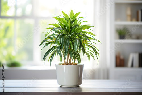 Dracaena plant in a pot in home interior. Concept of caring for houseplants. AI generated