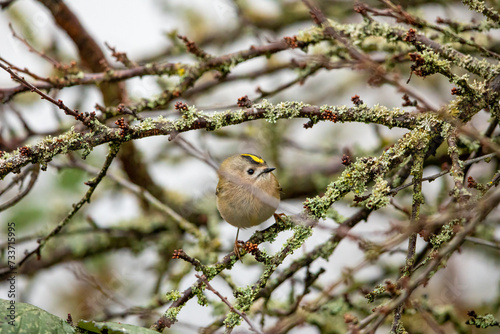 A small Gold Crest bird between the branches