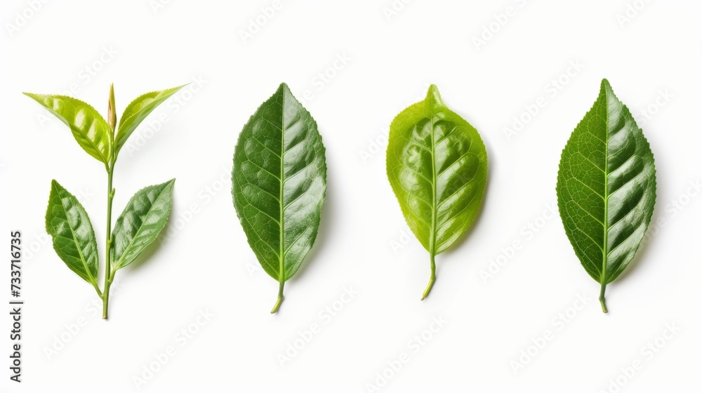 ceylon tea green leaf   isolated on transparent background - obrazy, fototapety, plakaty 