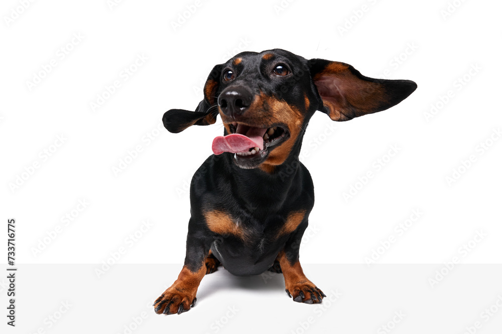 Flying ears. Purebred, funny, adorable dog, Dachshund standing with tongue sticking out isolated over white studio background. Concept of domestic animal, pet care, dog friend, happiness