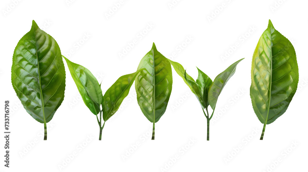 ceylon tea green leaf   isolated on white background - obrazy, fototapety, plakaty 