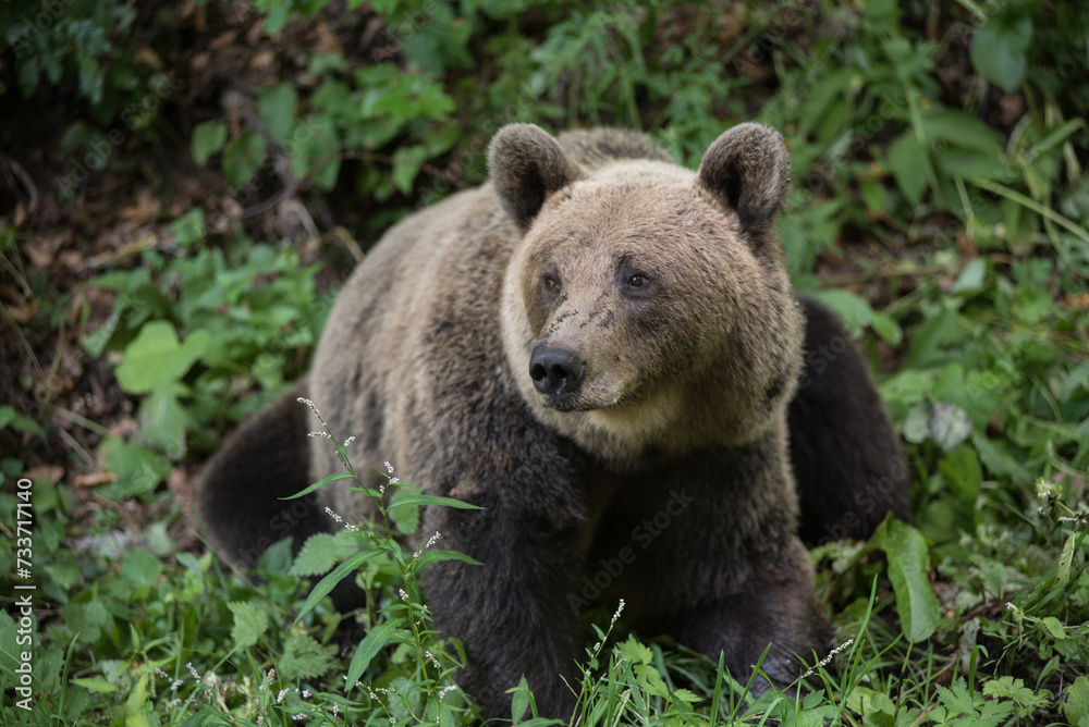 Brown bear in the wilderness, Ursus arctos Brown bear in the wilderness, Ursus arctos