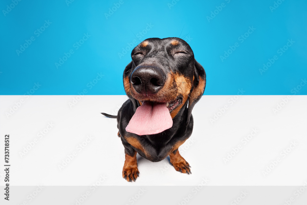 Happy, positive, laughing purebred dog, black Dachshund with tongue sticking out isolated over blue white studio background. Concept of domestic animal, pet care, dog friend, happiness Happy, positive, laughing purebred dog, black Dachshund with tongue sticking out isolated over blue white studio background. Concept of domestic animal, pet care, dog friend, happiness