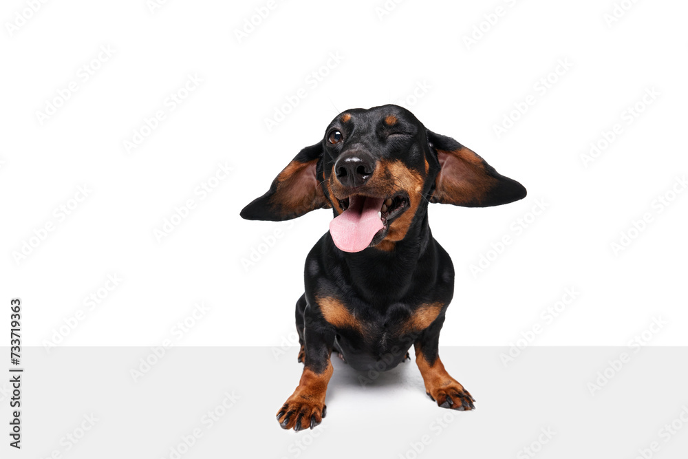 Winking. Flying ears. Purebred, funny, adorable dog, Dachshund standing with tongue sticking out isolated over white studio background. Concept of domestic animal, pet care, dog friend, happiness