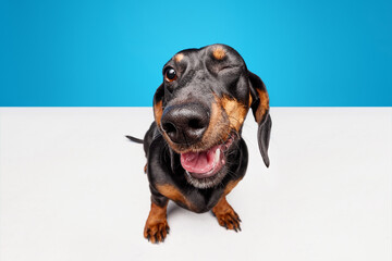 Happy, positive, laughing purebred dog, black Dachshund with tongue sticking out isolated over blue white studio background. Concept of domestic animal, pet care, dog friend, happiness