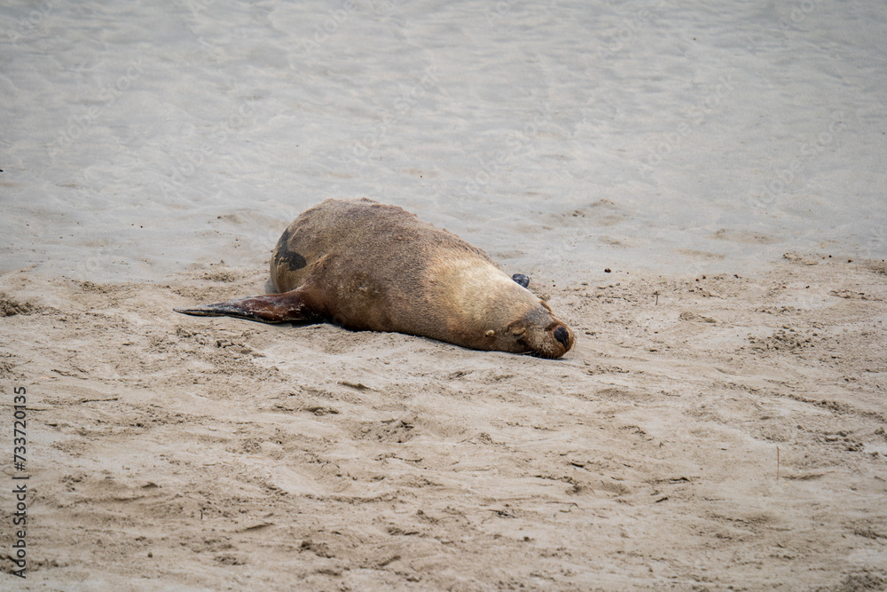 Fototapeta premium Australian fur seal at Seal Bay Conservation Park, Kangaroo Island