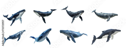 Set of blue whale on transparency background PNG photo