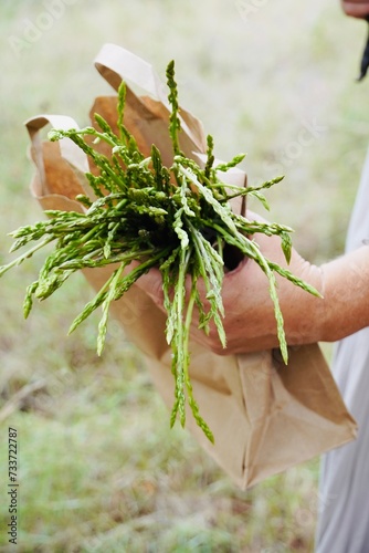 Close-up of a hand holding a bunch of asparagus freshly picked from the forest.