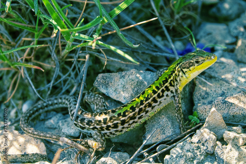 Crimean lizard (Podarcis tauricus tauricus, male). Feodosiya low-mountain phrygana shrub-steppe landscape. Crimean Mountains