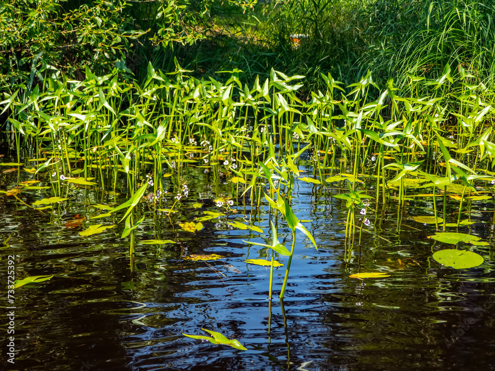 Thickets of Old-World arrowhead (Sagittaria sagittifolia) in river water. This macrophyte has two types of leaves and arrow-shaped leaves sticking out above water. Pink color flower. Northeast Europe Thickets of Old-World arrowhead (Sagittaria sagittifolia) in river water. This macrophyte has two types of leaves and arrow-shaped leaves sticking out above water. Pink color flower. Northeast Europe