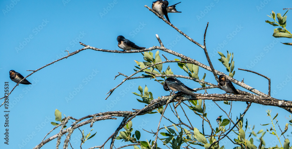 A brood of common swallow (Hirundo rustica) has left the nest and lives in the swamp (willow-shrub). Chicks at 28 days old and parents continue to feed them A brood of common swallow (Hirundo rustica) has left the nest and lives in the swamp (willow-shrub). Chicks at 28 days old and parents continue to feed them