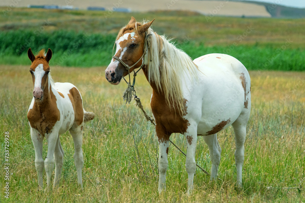 Obraz premium Beautiful thoroughbred horses are raised in the Crimea. A piebald mare with a piebald foal in a steppe meadow.