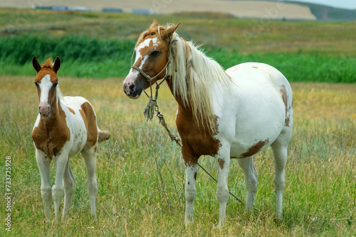 Beautiful thoroughbred horses are raised in the Crimea. A piebald mare with a piebald foal in a steppe meadow.