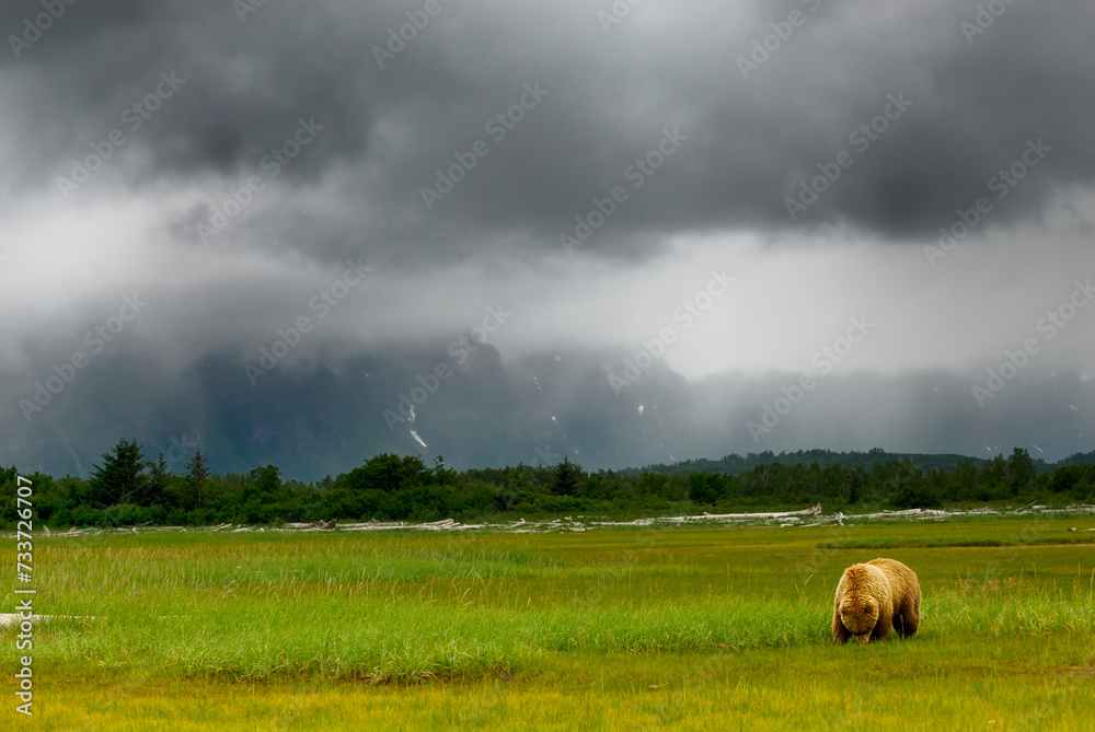Fototapeta premium Solitary grizzly bear strolling through a verdant grassy expanse