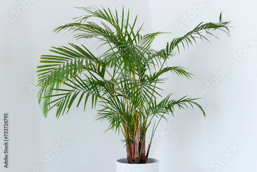 Canvastavla Areca Palm tree Decorative