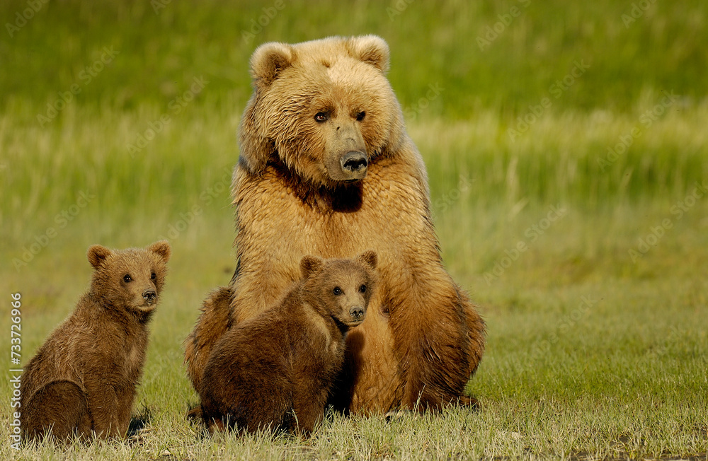 Mother grizzly bear with her cubs in a green meadow Mother grizzly bear with her cubs in a green meadow