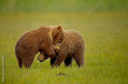 Two grizzly bear cubs playing in a green grassy field photo