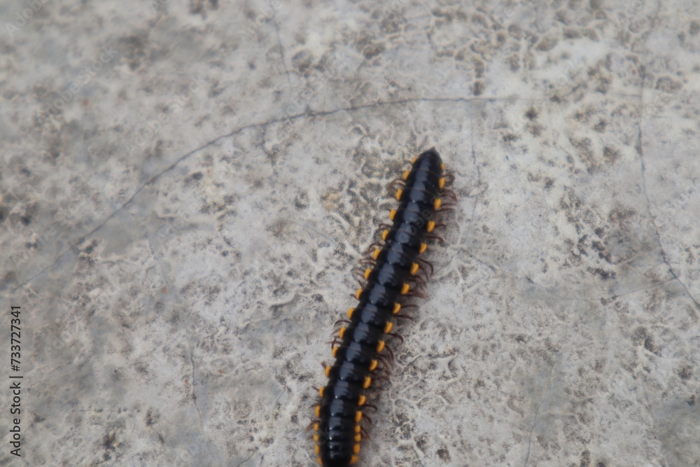 Yellow-spotted millipede or Harpaphe haydeniana walking on the wall of a building. Yellow-spotted millipede or Harpaphe haydeniana walking on the wall of a building.