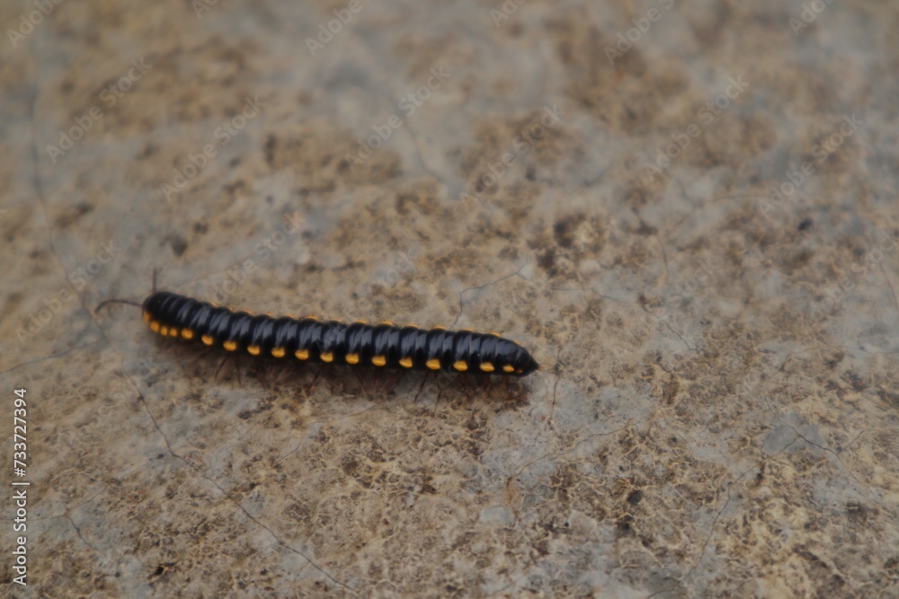 Yellow-spotted millipede or Harpaphe haydeniana walking on the wall of a building. Yellow-spotted millipede or Harpaphe haydeniana walking on the wall of a building.