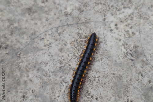 Yellow-spotted millipede or Harpaphe haydeniana walking on the wall of a building.