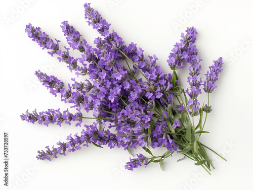 bunch of lavender  isolated on white background