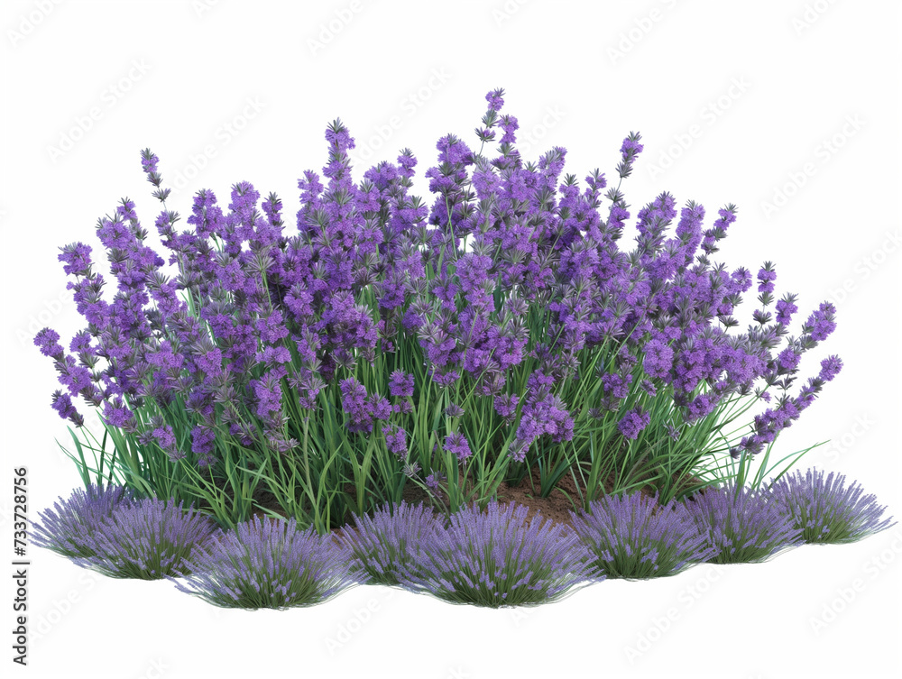 Fototapeta premium lavender flowers isolated on white